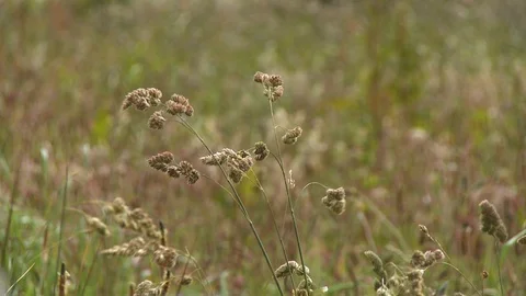 Close up of grass stalks blowing in the wind Stock-Footage 118976897