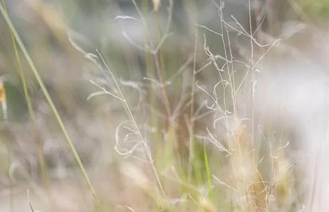 Close up grass stalks delicate thin meadow Stock Photos
