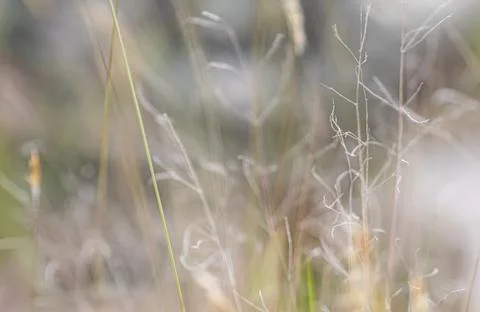 Close up grass stalks delicate thin meadow Stock Photos