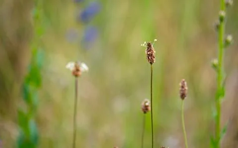 Close up grass stalks delicate thin meadow Stock Photos