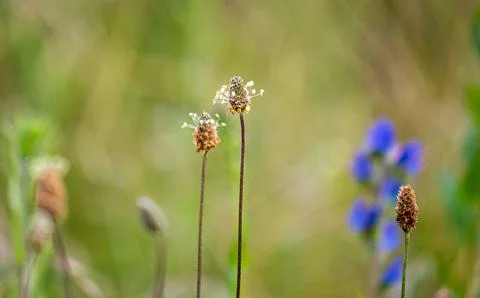 Close up grass stalks delicate thin meadow Stock Photos