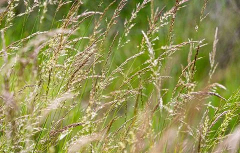 Close up grass stalks delicate thin meadow Stock Photos