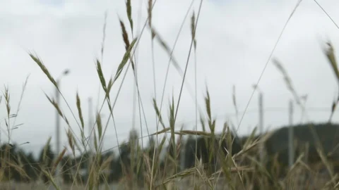 Close up of grass stalks moving in windy weather during day time Stock-Footage 143013953