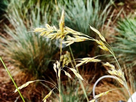 A close-up of grass stalks Stock Photos
