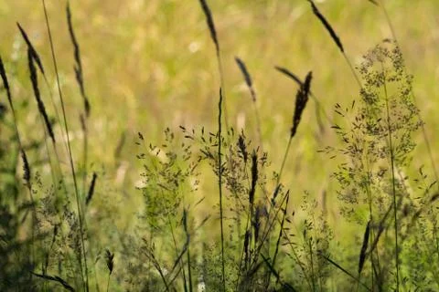 Close up of grass in summer Stock Photos