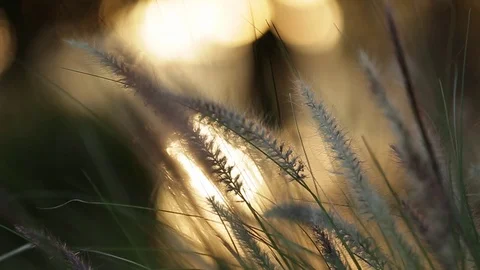 Close up of grass with sun in background Stock Footage 71336273