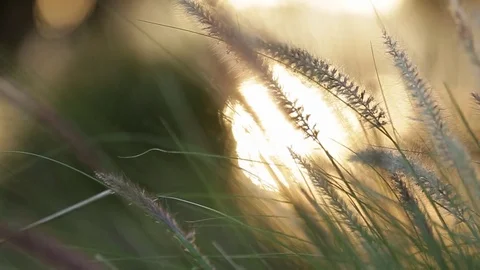 Close up of grass with sun in background Stock Footage 72106876