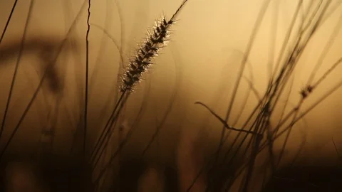 Close up of grass with sun in background Stock Footage 72106998