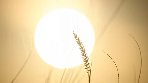 Close up of grass with sun in background Stock Footage 72107072