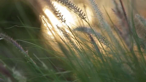 Close up of grass with sun in background Stock Footage 72107116