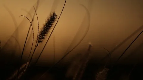 Close up of grass with sun in background Stock Footage 72107195