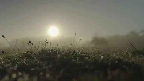 Close-up of grass with sun behind 動画素材 345715142