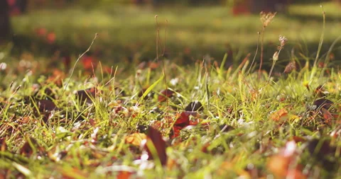 Close up on grass with sun rays shine it in a beautiful autumn garden or park Stock Footage 131925311