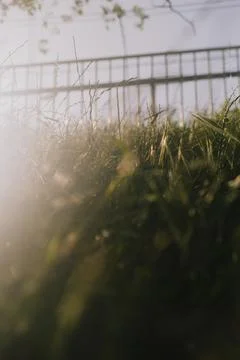 Close-up of grass with sunlight shining through Stock Photos