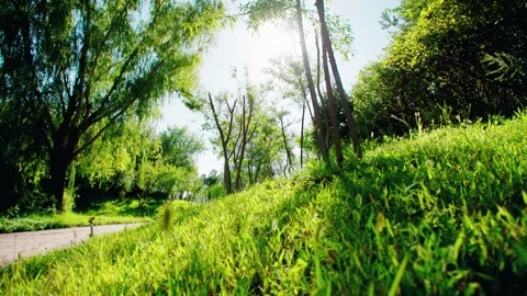 Close-up of Grass in the Sunlight in Summer 動画素材 295856909