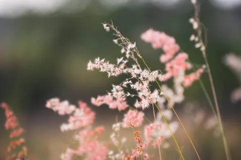 Close up of grass sunset in the evening Stock Photos