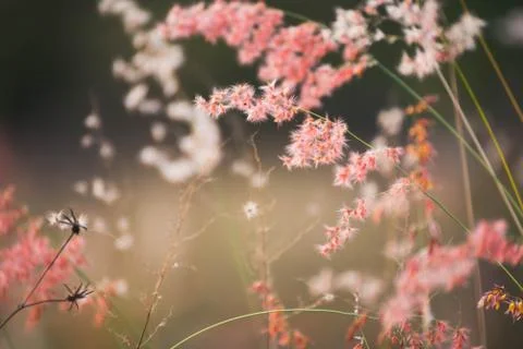 Close up of grass sunset in the evening Foto stock