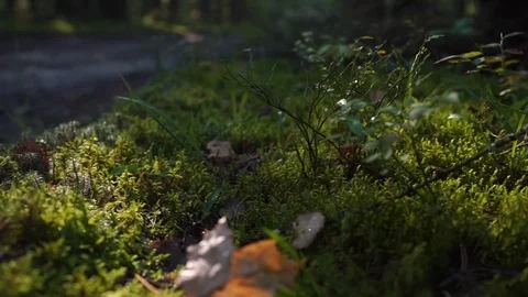Close-up grass at sunset in the forest Stock Footage 115630663