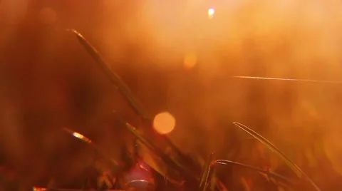 Close up grass at sunset, with haze and lens flare Stock Footage 48896950