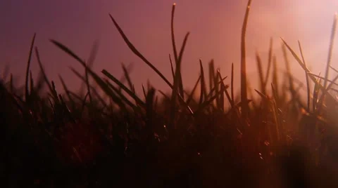 Close up grass sunset haze Stock Footage 48897018