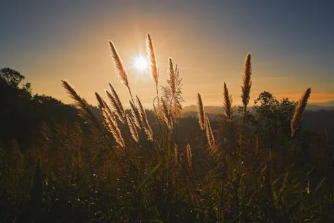 Close-up grass in the sunset Stock Photos