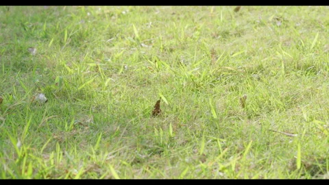 Close-up of Grass Surface with Scattered Dry Leaves Stock Footage 330954347