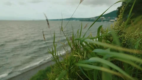 Close-up of grass swaying in wind against blurred background of waves in bay and Vidéo 318671696