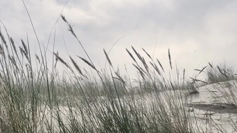 Close-Up of Grass Swaying in Wind Near Beach Stock Footage 340163645