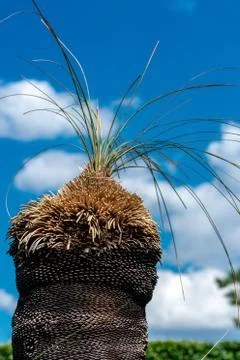 Close up of a grass tree (Xanthorrhoea) Stock Photos