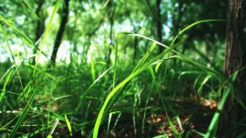Close-up of grass under the shade of trees Stock Footage 294870188