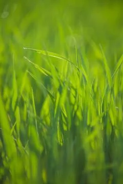 Close up of grass with water drops Stock Photos