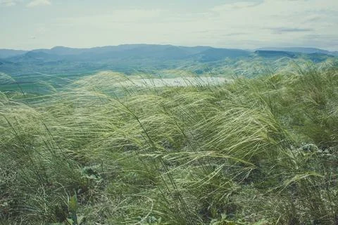 Close up grass waving by wind concept photo Stock Photos