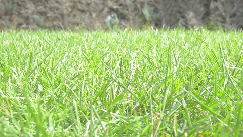 Close up on grass, wind move the grass lawn Stock Footage 69855853