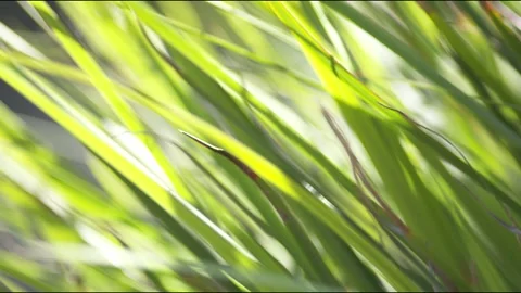 Close up of grass in the wind in slow motion Stock Footage 336230955