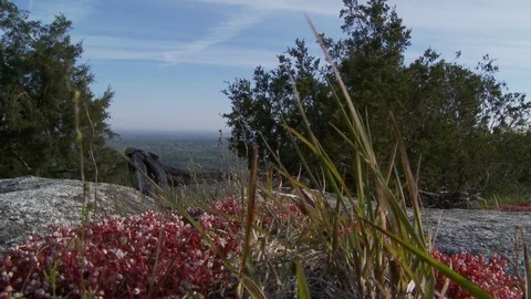 Close up of grasses, flowers and trees on top of Stone Mountain, Georgia Video stock 74489672