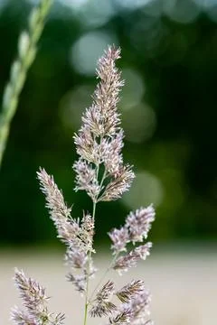 Close up of grasses growing by blooming fields on blurred background Stockfoto's