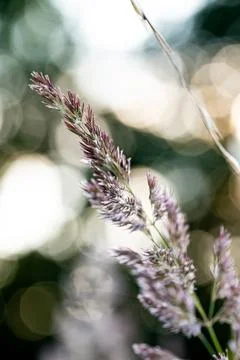 Close up of grasses growing by blooming fields on blurred background Foto stock