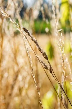 Close up of grasses growing by blooming fields on blurred background Фото