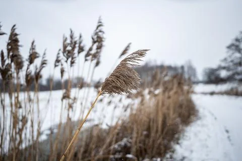Close up of grasses growing on dirt path in winter arrangement Photos