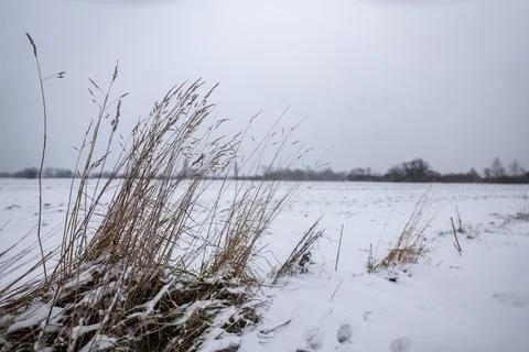 Close up of grasses growing by dirt path completely covered with snow Stockfoto's