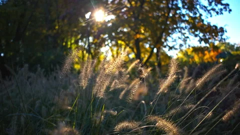 Close-up of grasses illuminated by the setting sun. Stock Footage 289064719