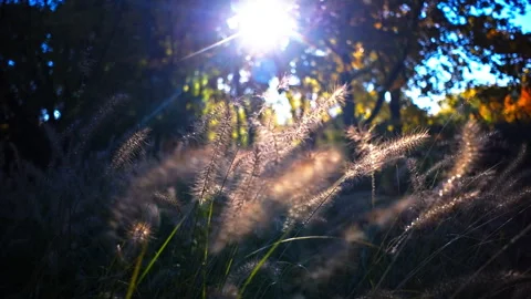 Close-up of grasses illuminated by the setting sun. Stock Footage 289074365