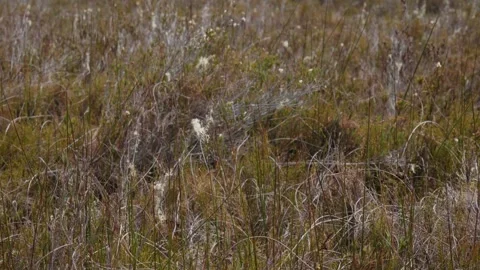 Close up of grasses next to lake Stock Footage 327764074