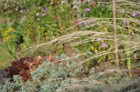 Close up of grasses Stock Photos