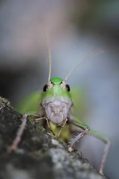 Close up grasshoper face on light grey background Stock Photos