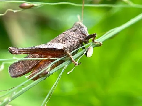 Close-up of a grasshopper (2) Stock Photos