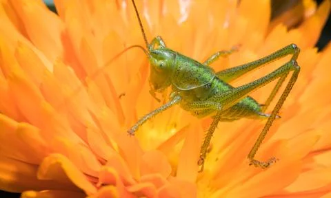 A close up of the grasshopper on flower. Stock Photos