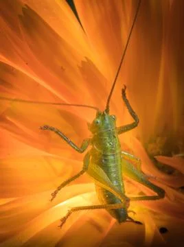 A close up of the grasshopper on flower. Stock Photos