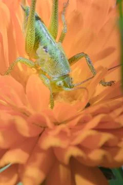 A close up of the grasshopper on flower. Stock Photos