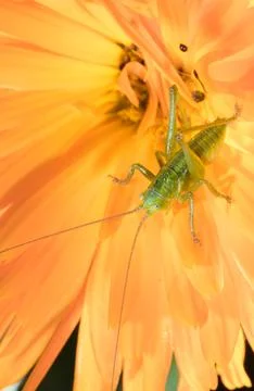 A close up of the grasshopper on flower. Stock Photos